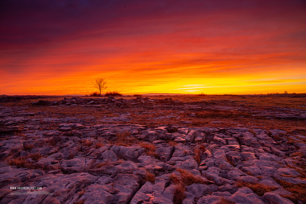 A Burren Lone Tree Clare Ireland - dawn,lone tree,lowlands,march,red,twilight,winter