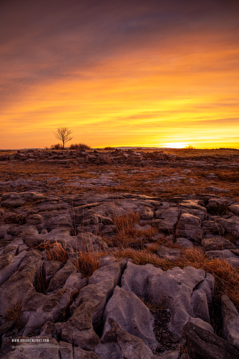A Burren Lone Tree Clare Ireland - dawn,lone tree,lowlands,march,red,twilight,winter