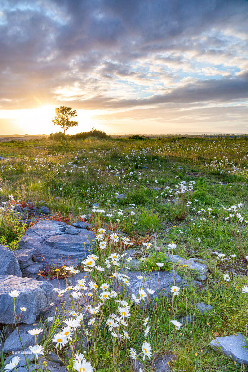 A Burren Lone Tree Clare Ireland - flower,june,lone tree,spring,sunrise,lowland,golden