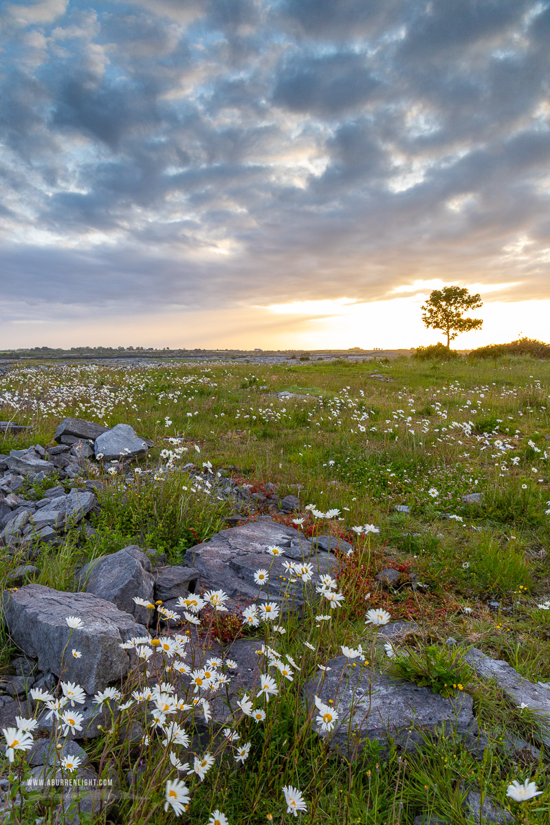 A Burren Lone Tree Clare Ireland - flower,june,lone tree,spring,sunrise,lowland,golden