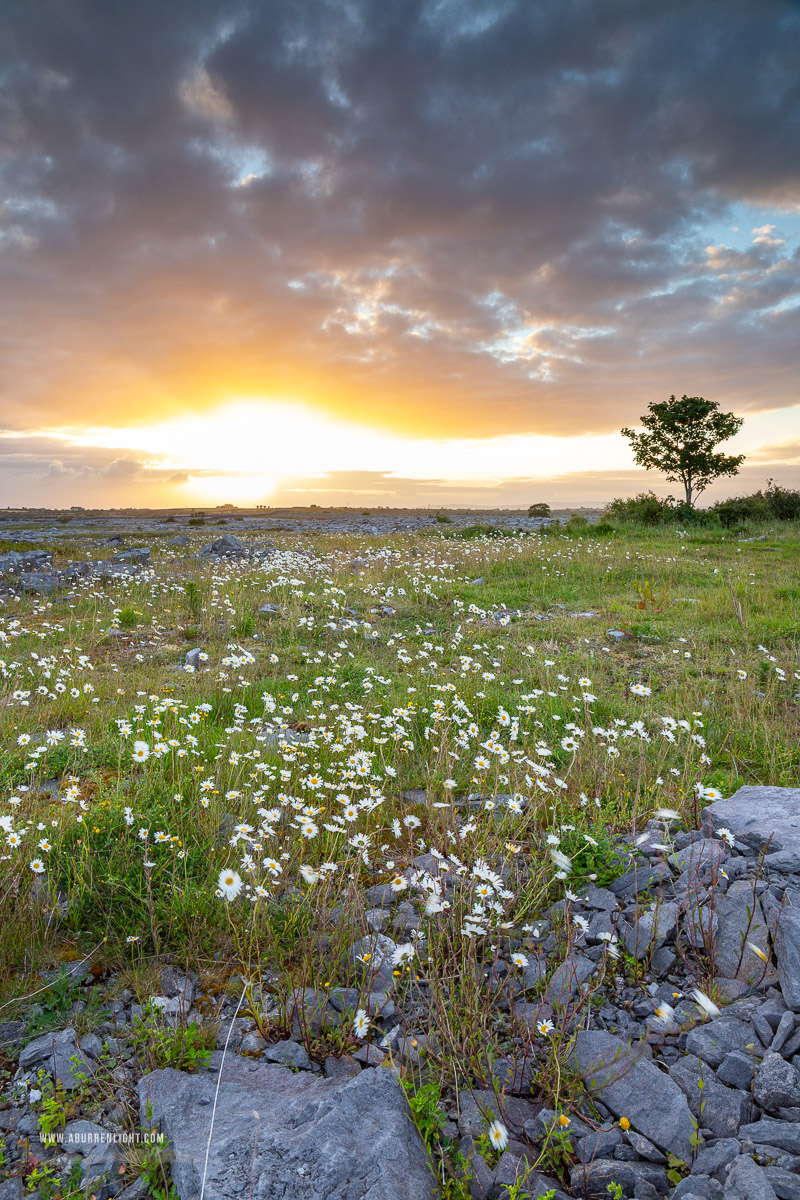 A Burren Lone Tree Clare Ireland - flower,june,lone tree,spring,sunrise,lowland,golden