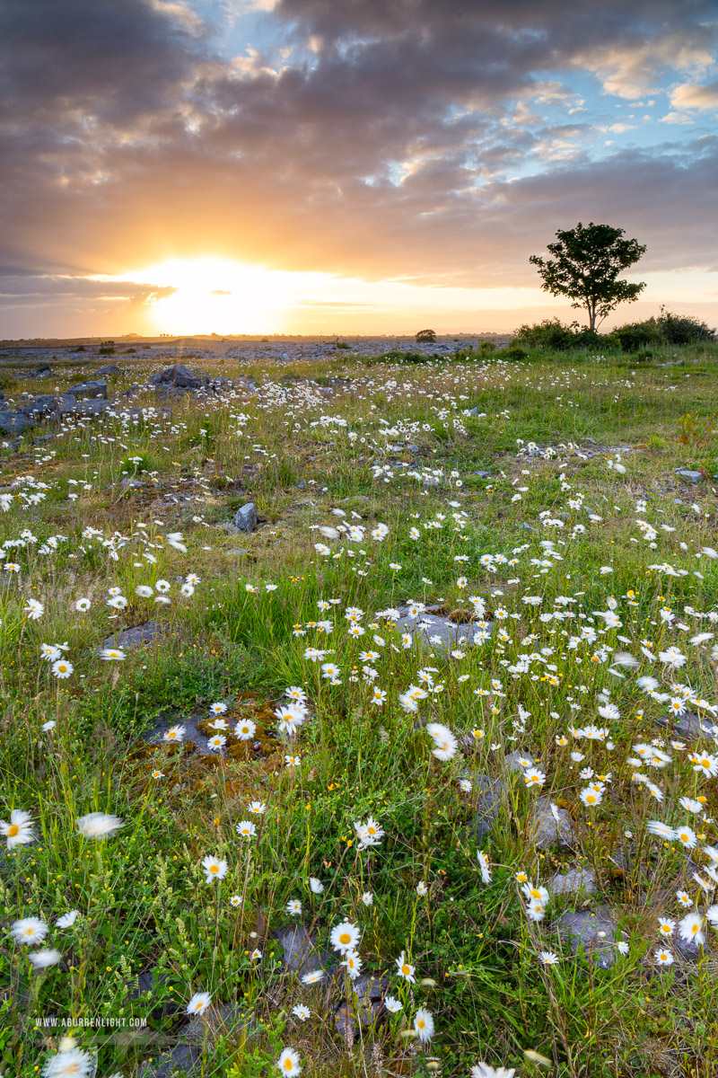 A Burren Lone Tree Clare Ireland - flower,june,lone tree,spring,sunrise,lowland,golden