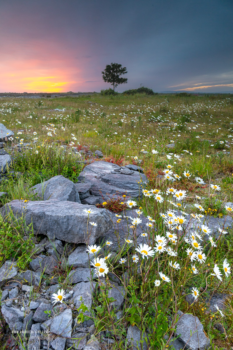 A Burren Lone Tree Clare Ireland - dawn,flower,june,lone tree,spring,twilight,lowland