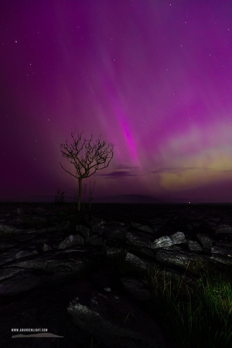 A Burren Lone Tree Clare Ireland - aurora,lone tree,long exposure,lowland,may,night,pilars,purple,spring