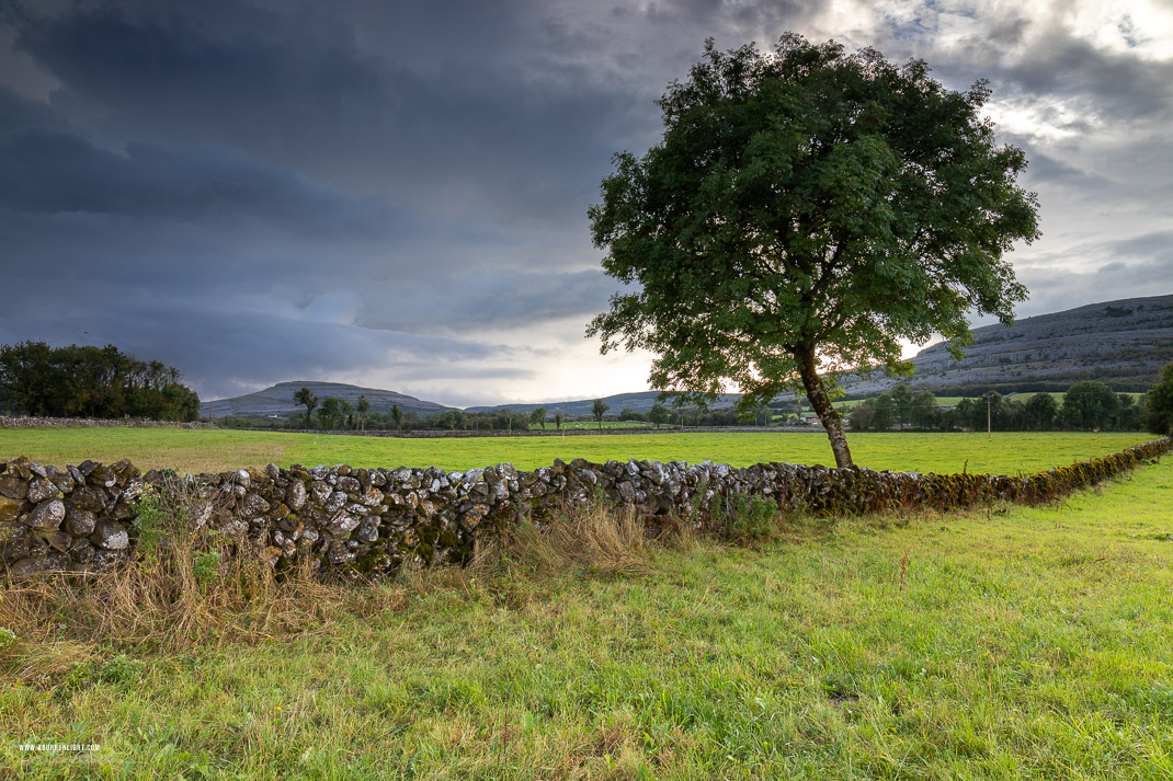 A Burren Lone Tree Clare Ireland - lone tree,september,summer,lowland