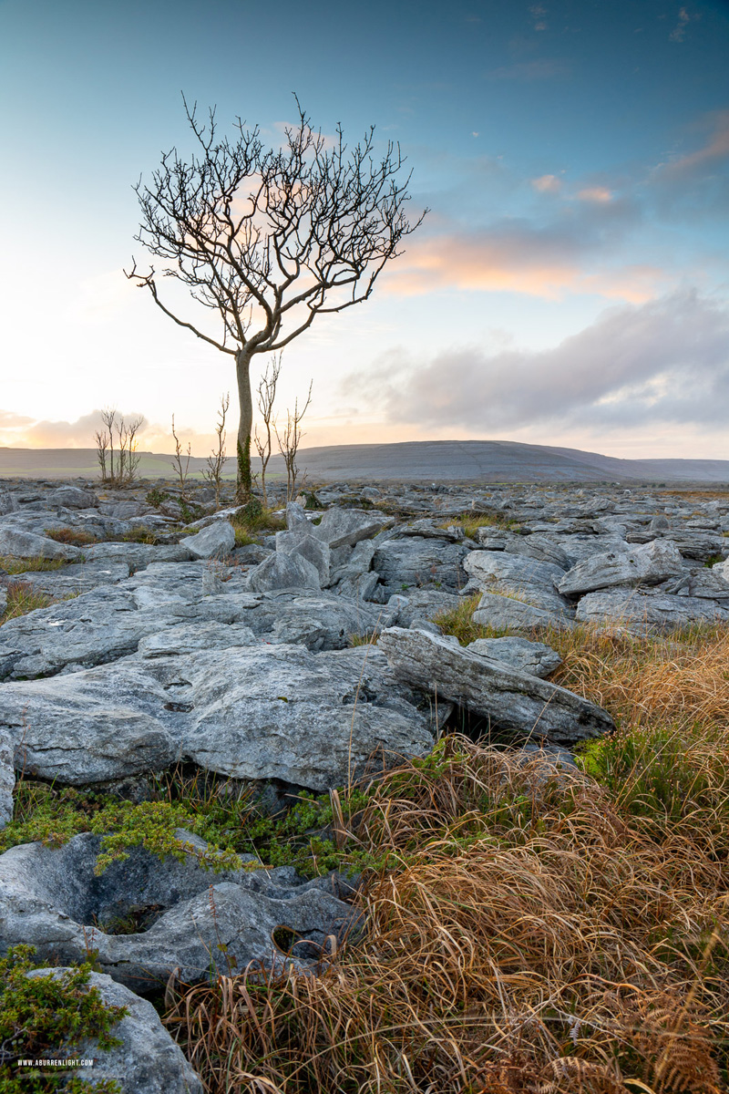 A Burren Lone Tree Clare Ireland - lone tree,november,sunset,winter,lowland