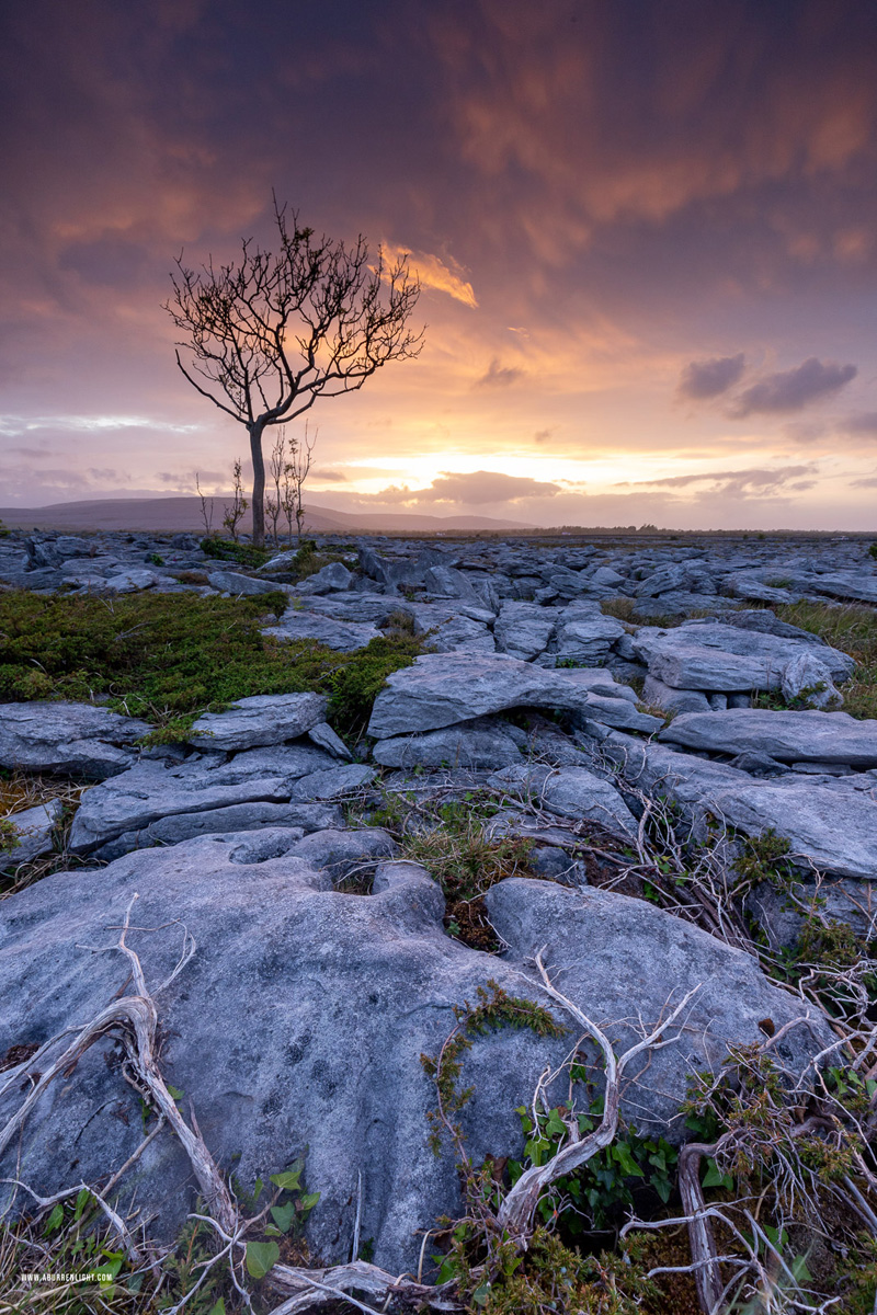 A Burren Lone Tree Clare Ireland - lone tree,may,orange,spring,sunset,portfolio,lowland