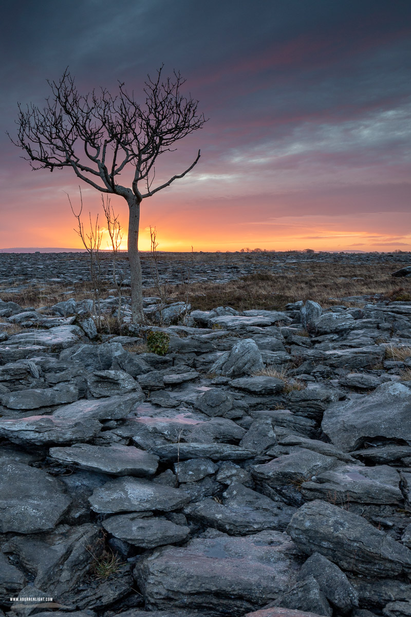 A Burren Lone Tree Clare Ireland - lone tree,march,sunrise,winter,lowland