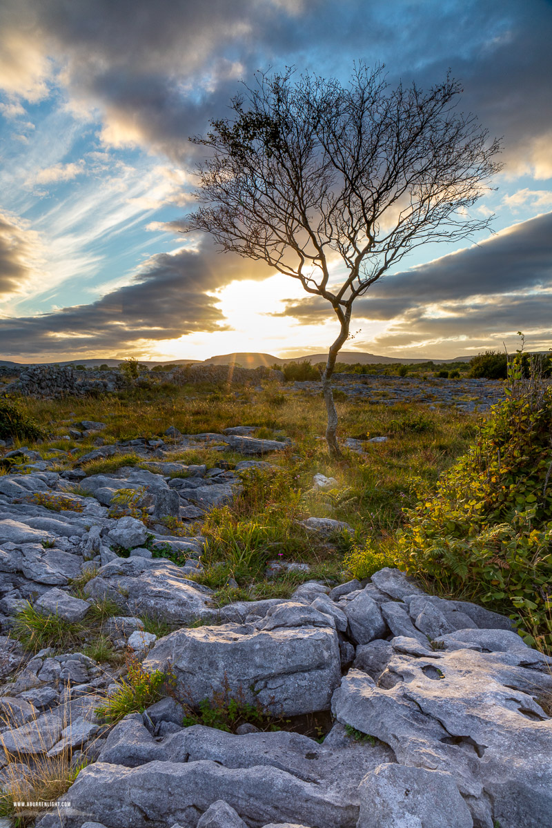 A Burren Lone Tree Clare Ireland - lone tree,september,summer,sunset,lowland
