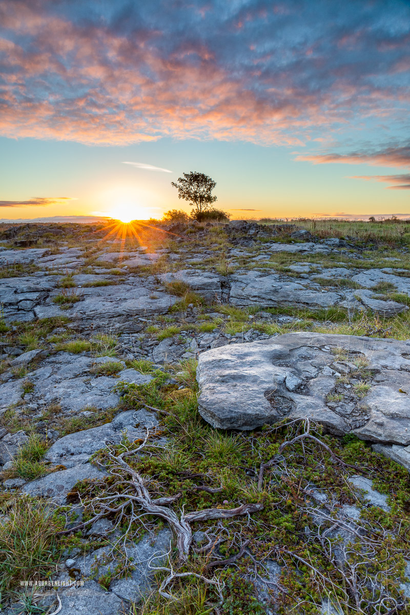 A Burren Lone Tree Clare Ireland - autumn,lone tree,september,sunrise,sunstar,lowland,pink,golden