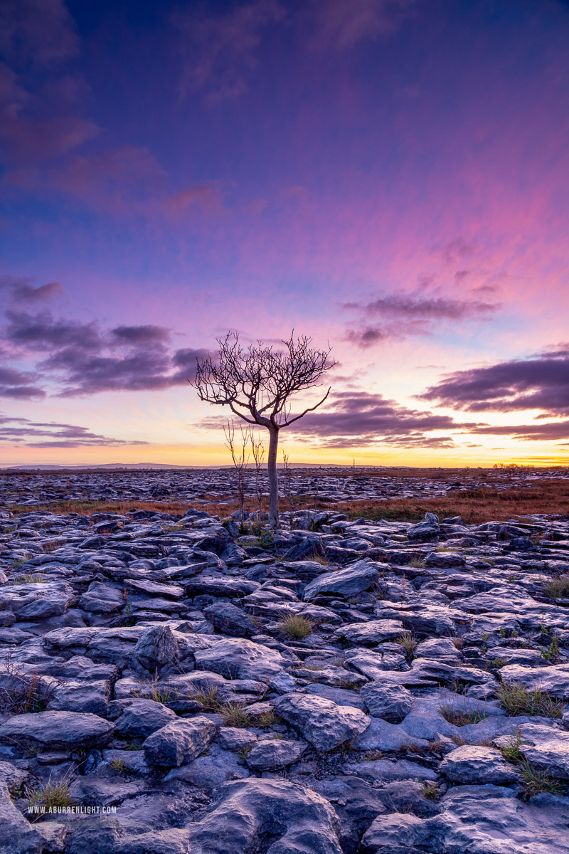 A Burren Lone Tree Clare Ireland - autumn,lone tree,long exposure,november,pink,twilight,lowland