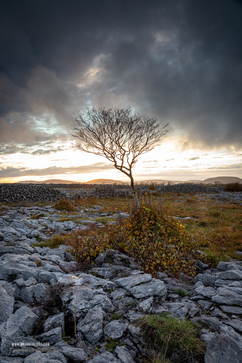 Lone tree standing among Burren limestone at sunset