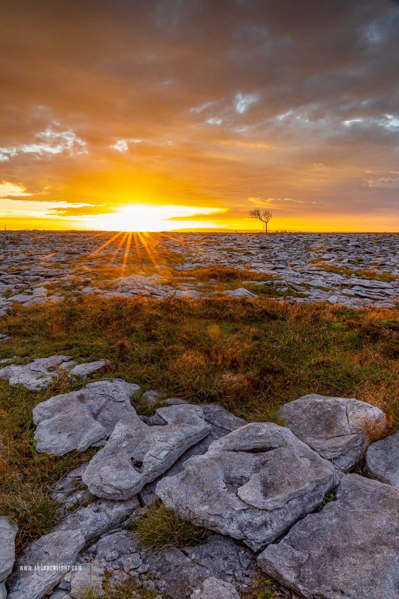 A Burren Lone Tree Clare Ireland - autumn,golden hour,lone tree,november,sunrise,portfolio,lowland,golden