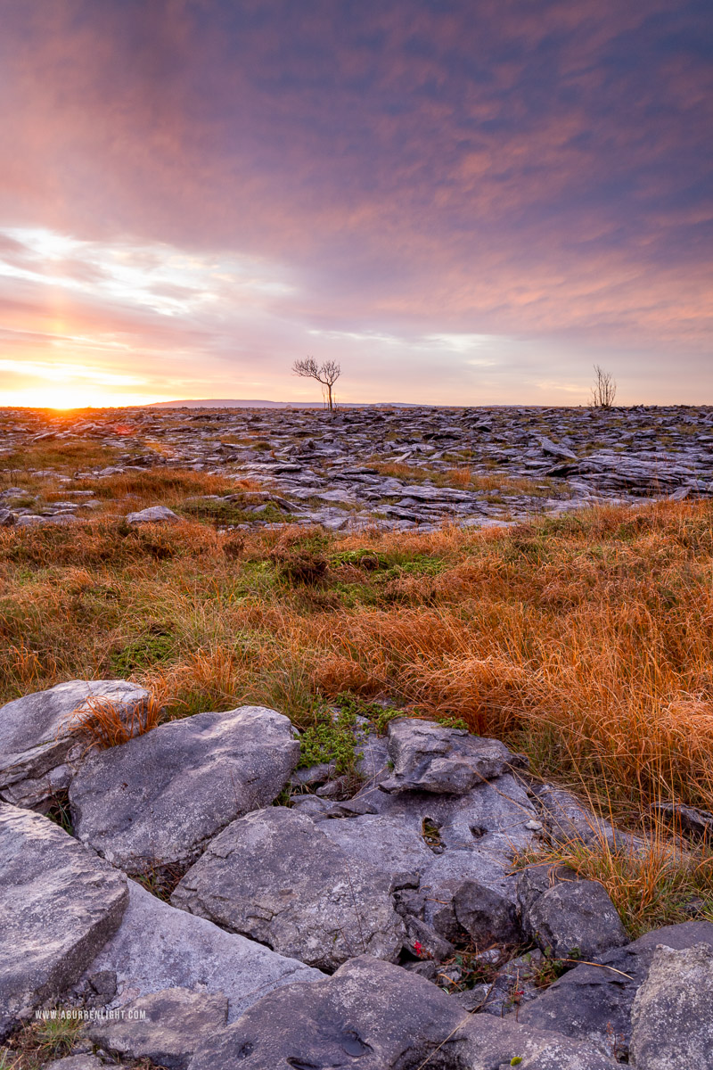 A Burren Lone Tree Clare Ireland - autumn,lone tree,november,sunrise,lowland,golden,pick-lowland