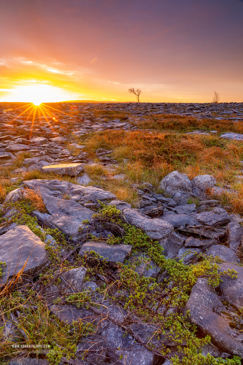 A Burren Lone Tree Clare Ireland - autumn,lone tree,november,sunrise,golden,lowland