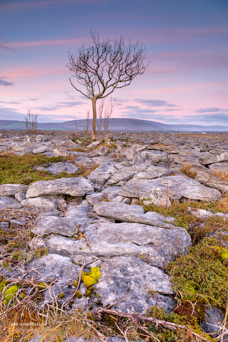 A Burren Lone Tree Clare Ireland - january,lone tree,sunrise,winter,lowland