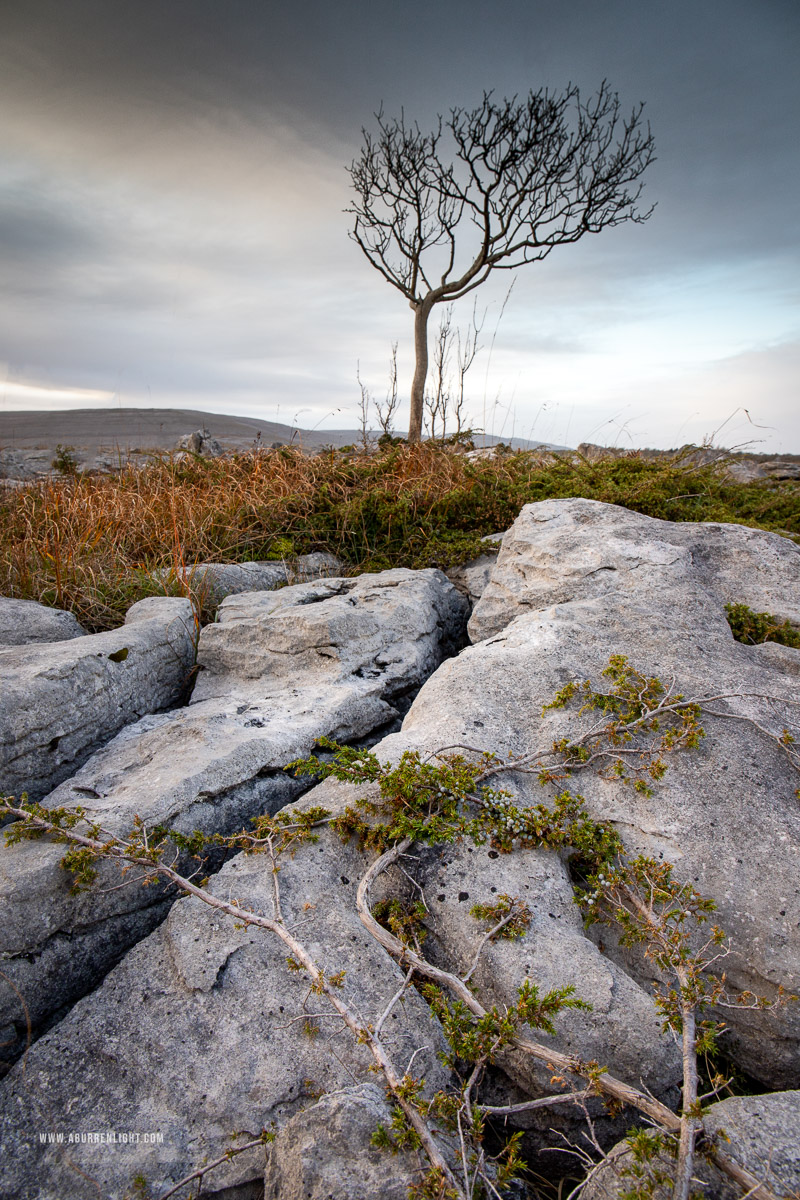 A Burren Lone Tree Clare Ireland - autumn,lone tree,november,lowland