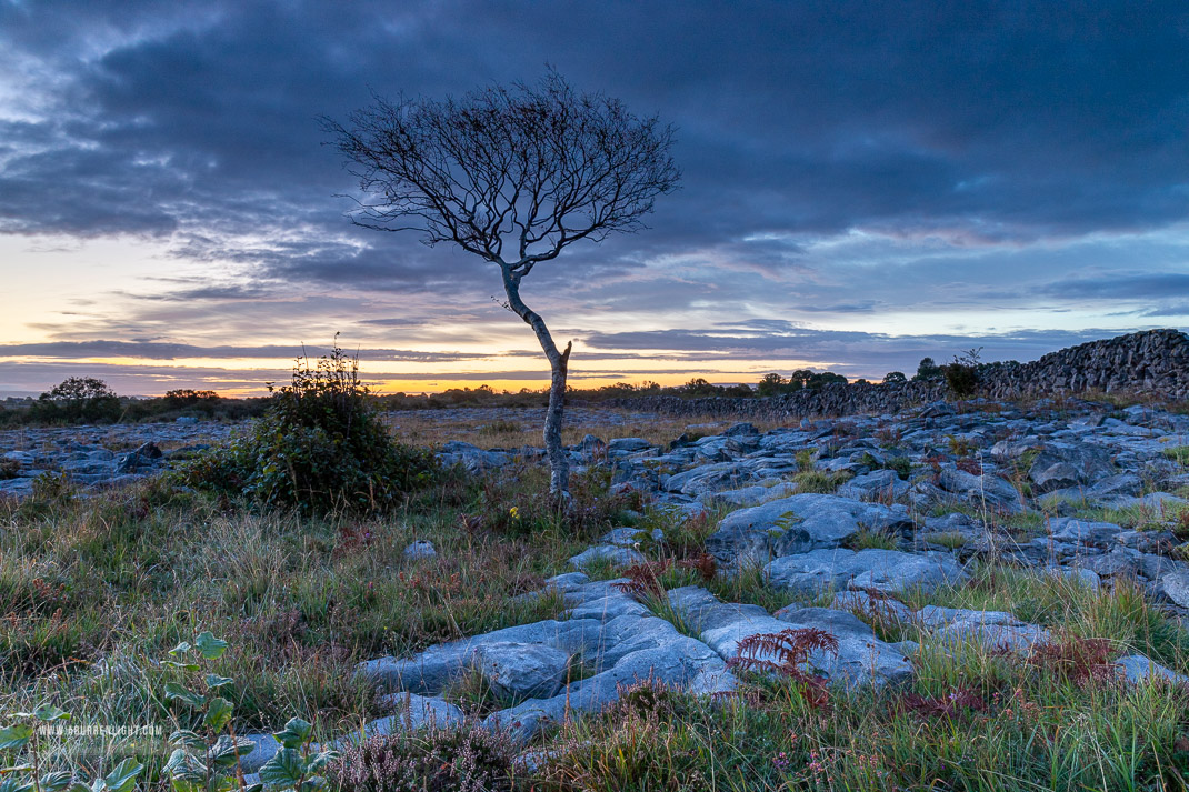 A Burren Lone Tree Clare Ireland - autumn,lone tree,september,twilight,blue,lowland
