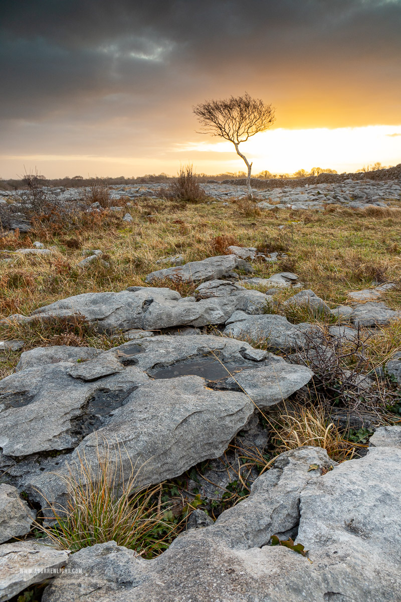 A Burren Lone Tree Clare Ireland - golden hour,january,lone tree,sunrise,winter,lowland,golden