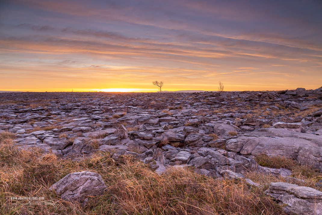 A Burren Lone Tree Clare Ireland - february,golden hour,lone tree,orange,winter,lowland