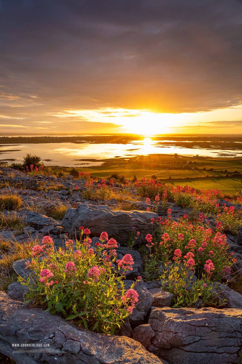 Abbey Hill Burren Clare Ireland - abbey hill,flowers,june,orange,red,spring,twilight,limited,valerian,portfolio,hills,golden