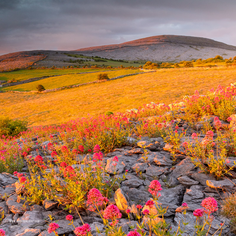 Abbey Hill Burren Clare Ireland - abbey hill,flower,golden,hills,may,spring,square,sunrise