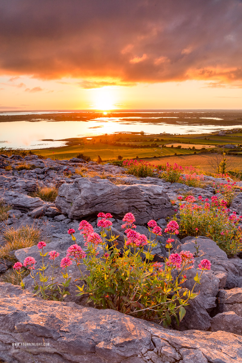 Abbey Hill Burren Clare Ireland - abbey hill,flower,may,spring,sunrise,sunstar,hills,portfolio,pick-hills