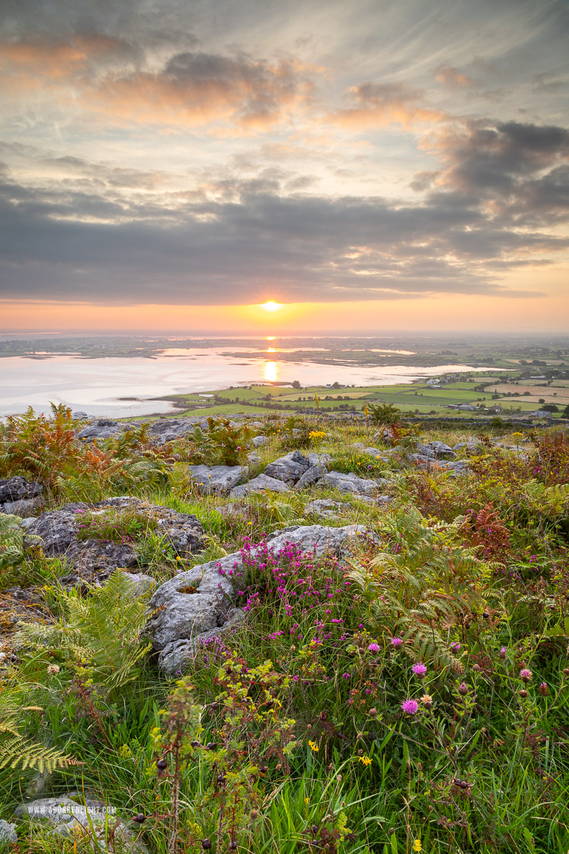 Abbey Hill Burren Clare Ireland - abbey hill,august,flower,heather,summer,sunrise,sunstar,hills