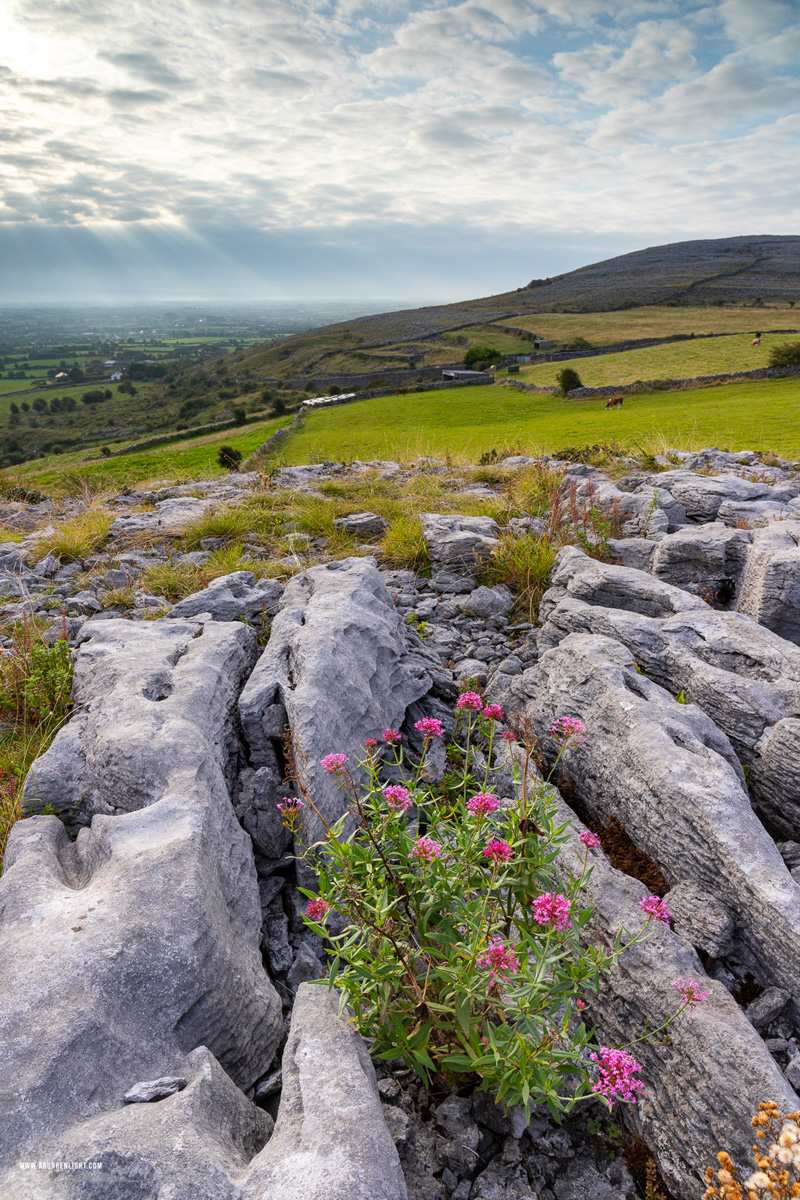 Abbey Hill Burren Clare Ireland - abbey hill,flowers,september,summer,sunrise,valerian,hills