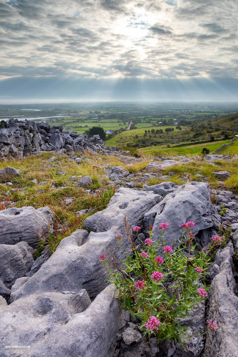 Abbey Hill Burren Clare Ireland - abbey hill,flowers,september,summer,sunrise,valerian,hills