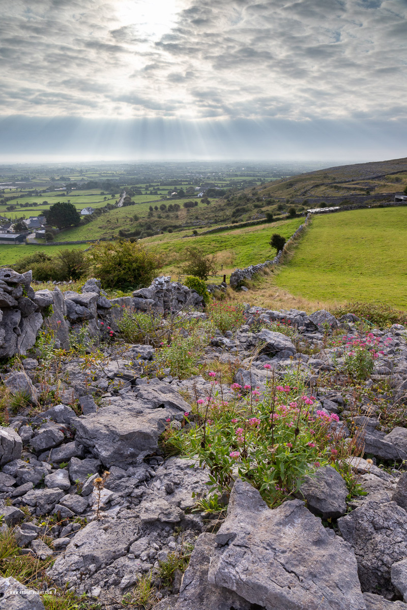Pink wildflowers across a limestone pavement