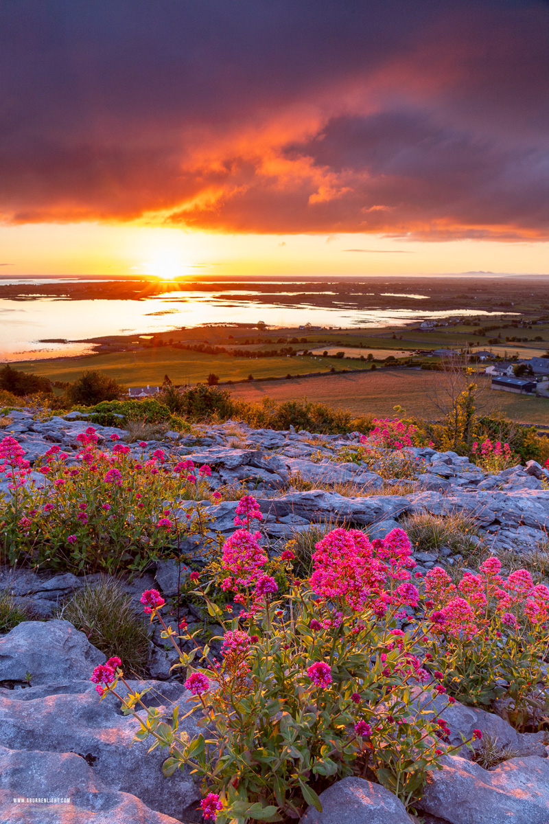 Abbey Hill Burren Clare Ireland - abbey hill,flower,golden,may,spring,sunrise,sunstar,valerian,hills,pick-hills