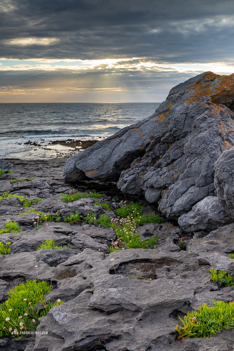 Ballyreane Fanore Wild Atlantic Way Clare Ireland - ballyreane,coast,fanore,flowers,july,summer,sunset
