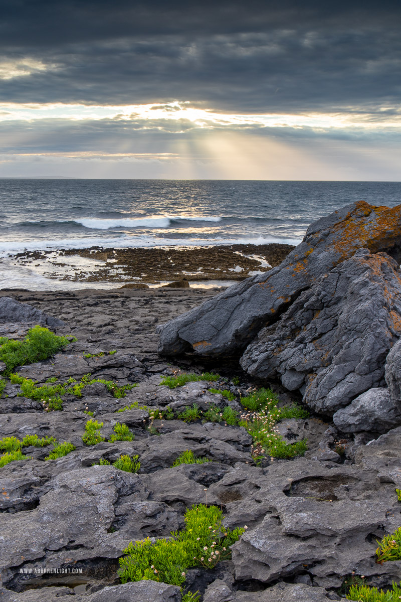 Ballyreane Fanore Wild Atlantic Way Clare Ireland - ballyreane,coast,fanore,flowers,july,summer,sunset