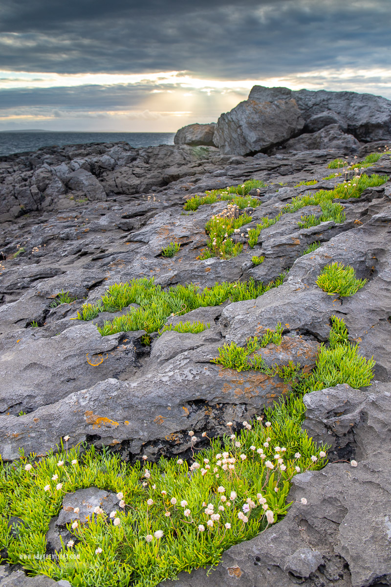 Ballyreane Fanore Wild Atlantic Way Clare Ireland - ballyreane,coast,fanore,flowers,july,summer,sunset
