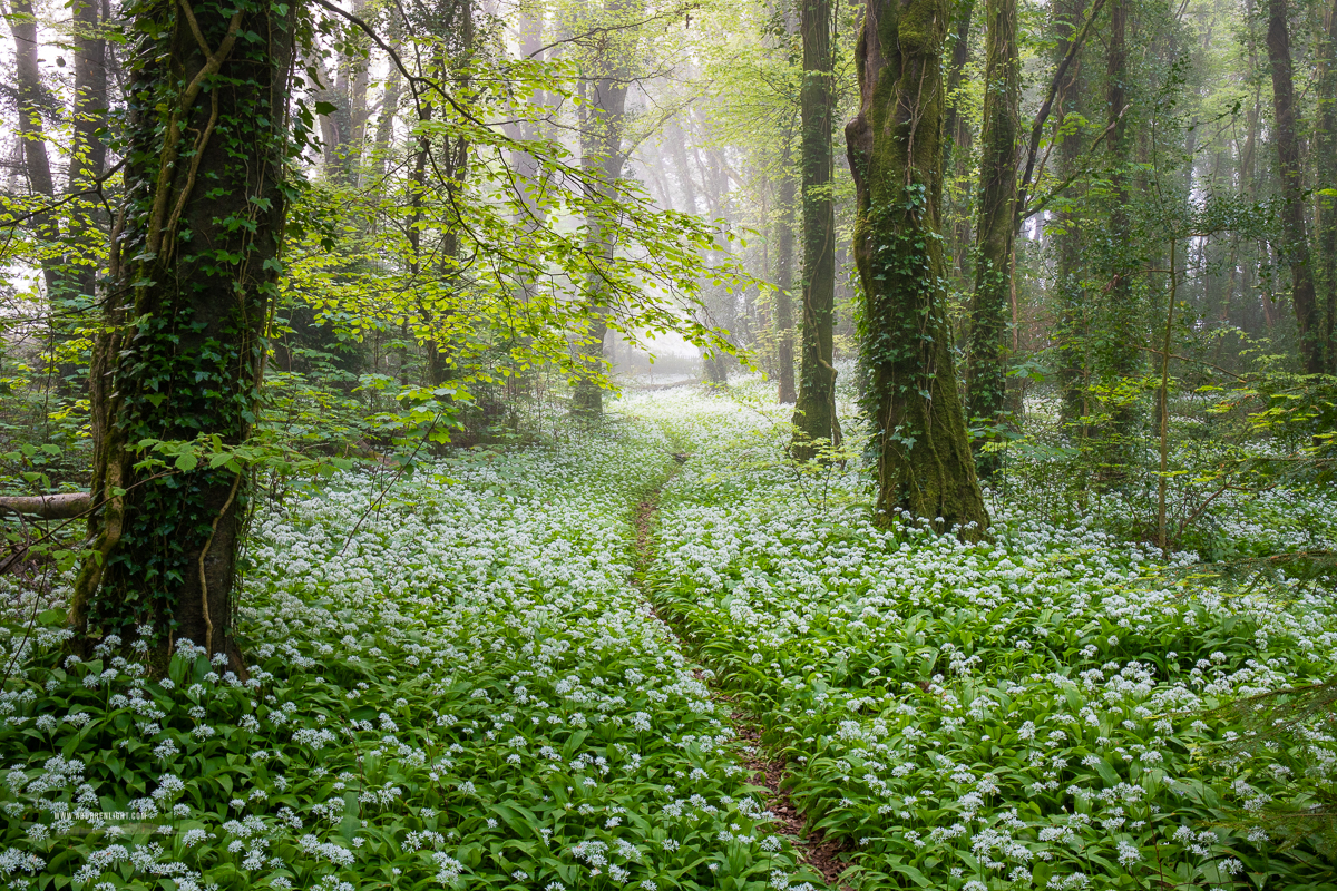 Coole Park Gort Galway Ireland - april,coole,flower,garlic,gort,lowland,mist,pick-lowland,spring,woodland