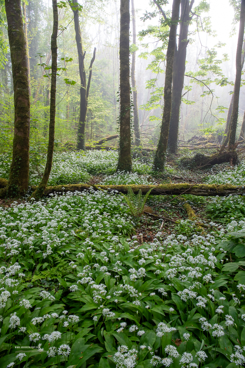 Coole Park Gort Galway Ireland - april,coole,flower,garlic,gort,lowland,mist,pick-lowland,spring,woodland
