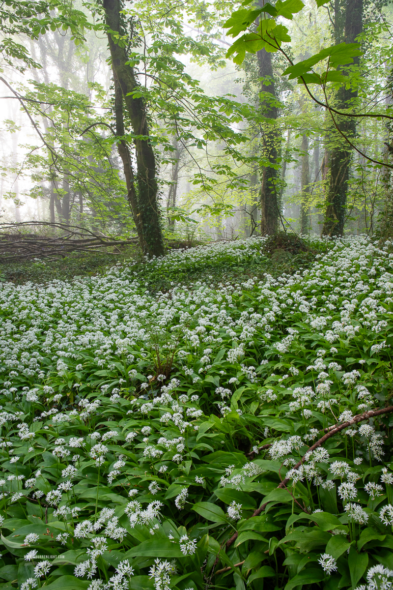 Coole Park Gort Galway Ireland - april,coole,flower,garlic,gort,lowland,mist,spring,woodland,monthly-pick