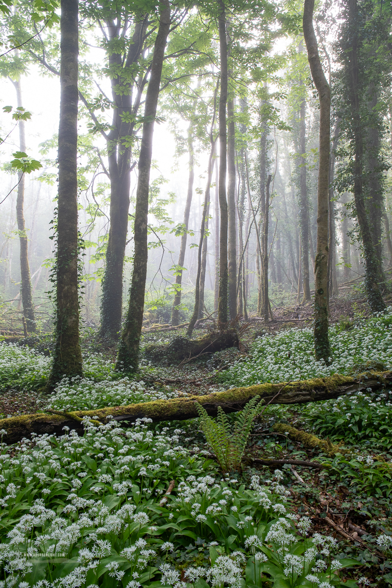 Coole Park Gort Galway Ireland - april,coole,flower,garlic,gort,lowland,mist,pick-lowland,spring,woodland