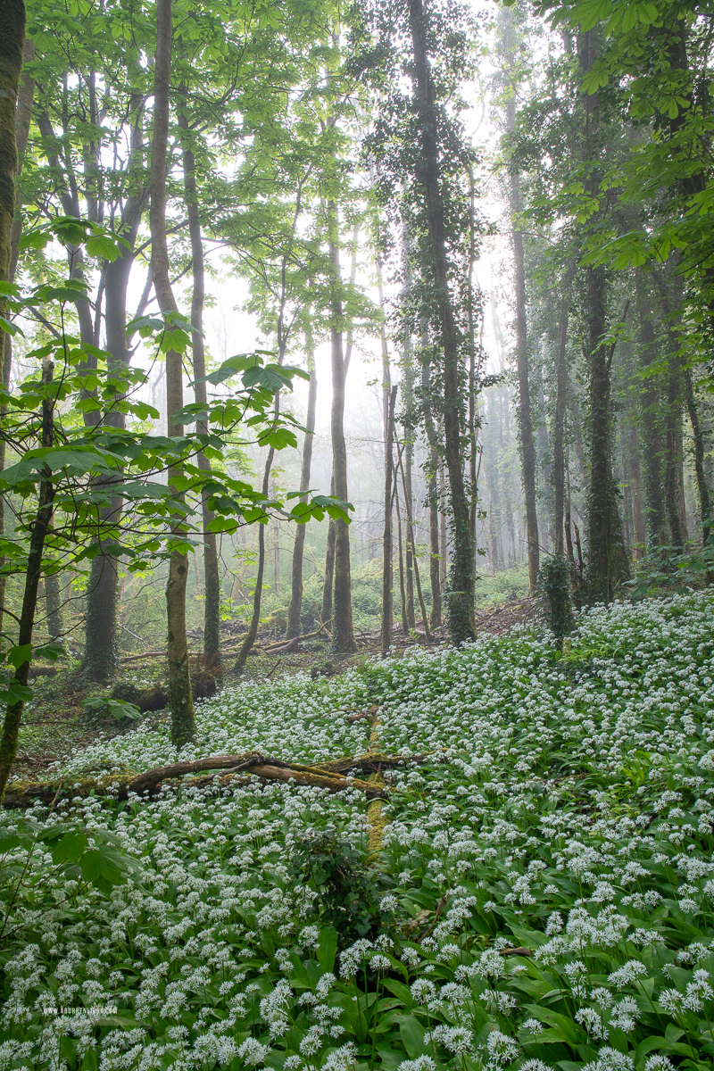 Coole Park Gort Galway Ireland - april,coole,flower,garlic,gort,lowland,mist,spring,woodland