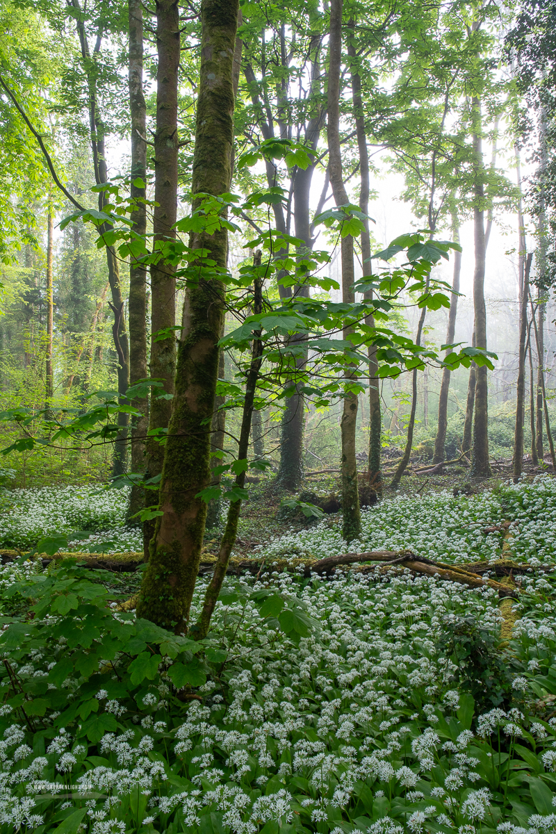 Coole Park Gort Galway Ireland - april,coole,flower,garlic,gort,lowland,mist,spring,woodland