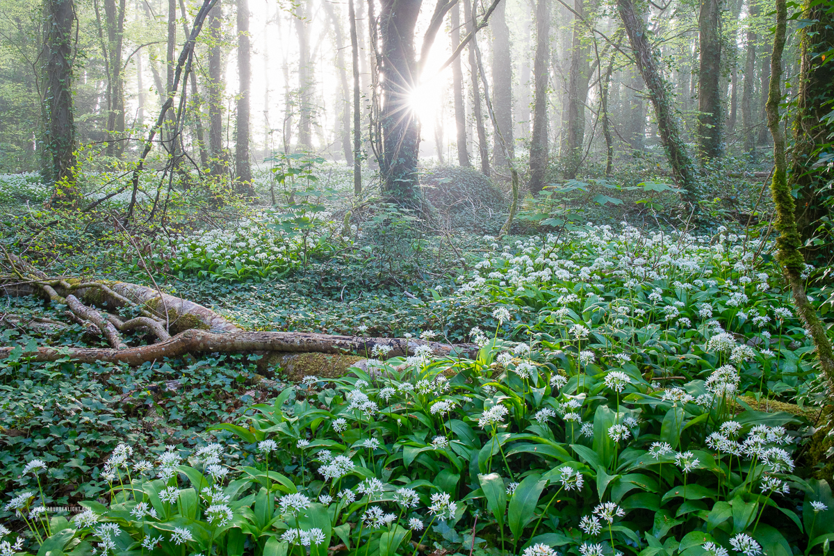 Coole Park Gort Galway Ireland - april,coole,flower,garlic,gort,lowland,mist,pick-lowland,spring,woodland