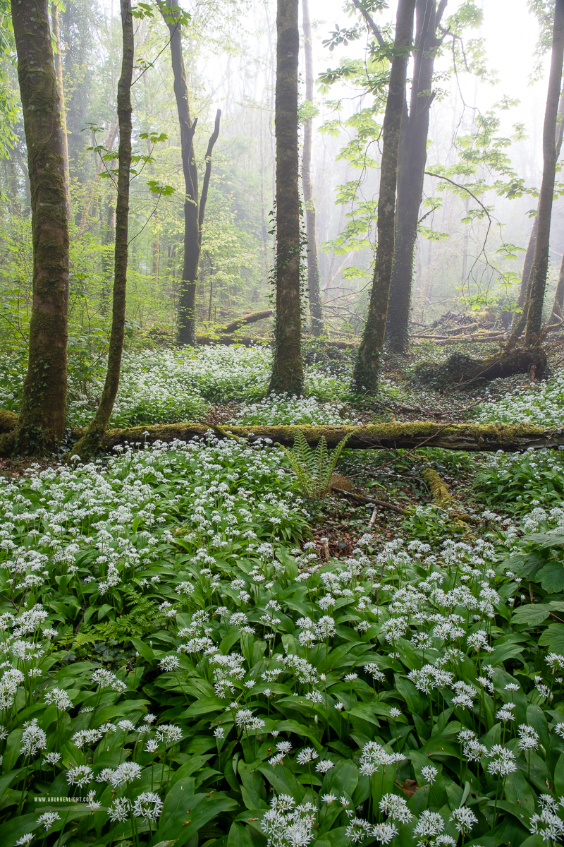 Coole Park Gort Galway Ireland - april,coole,flower,garlic,gort,lowland,mist,pick-lowland,spring,woodland