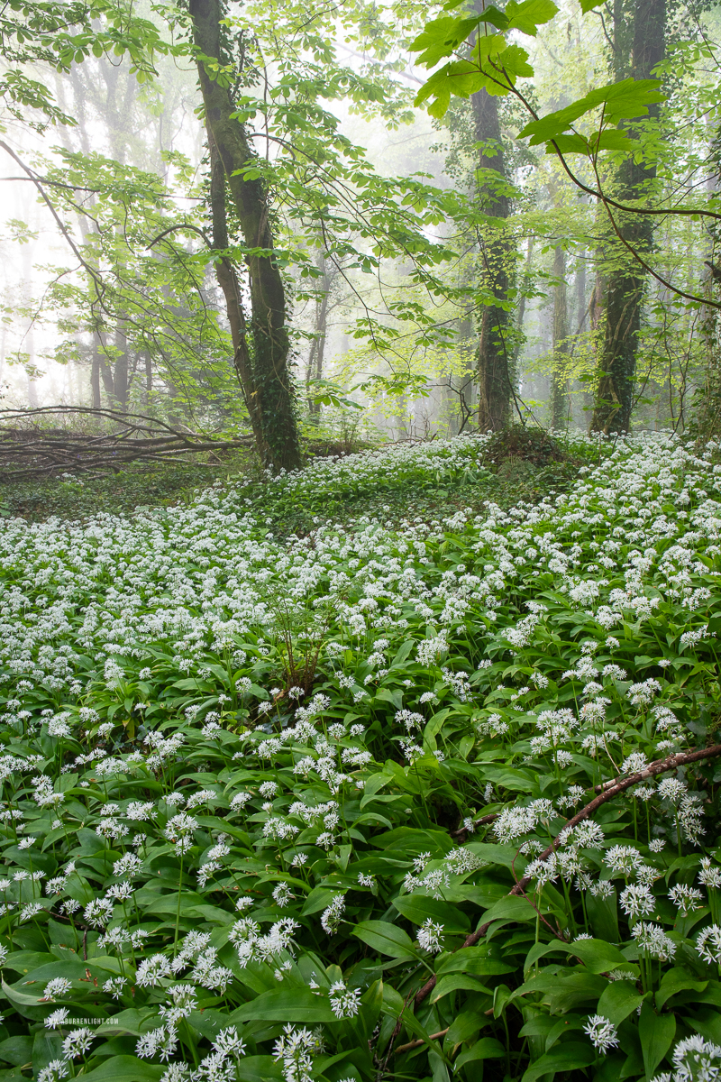 Coole Park Gort Galway Ireland - april,coole,flower,garlic,gort,lowland,mist,spring,woodland