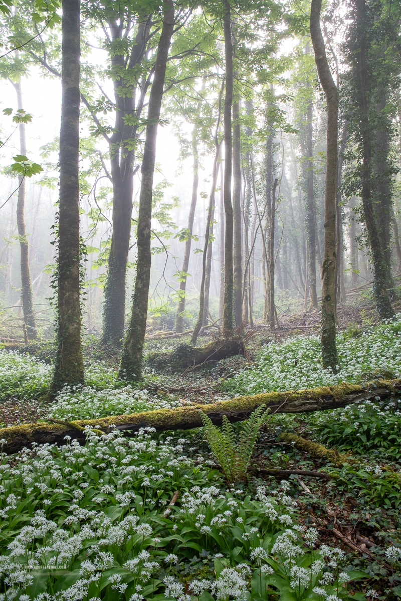 Coole Park Gort Galway Ireland - april,coole,flower,garlic,gort,lowland,mist,pick-lowland,spring,woodland