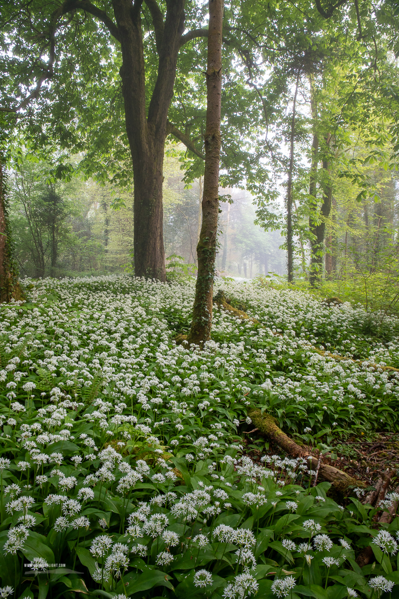 Coole Park Gort Galway Ireland