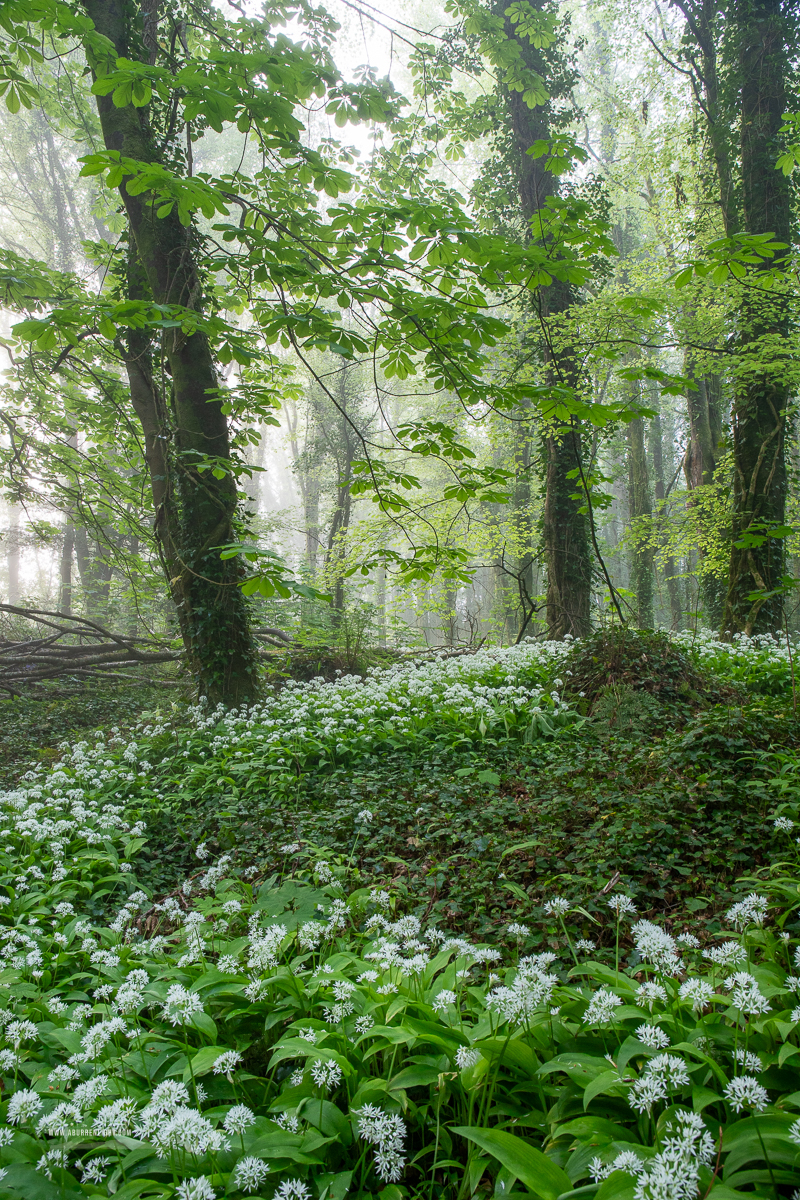 Coole Park Gort Galway Ireland - april,coole,flower,garlic,gort,lowland,mist,pick-lowland,spring,woodland