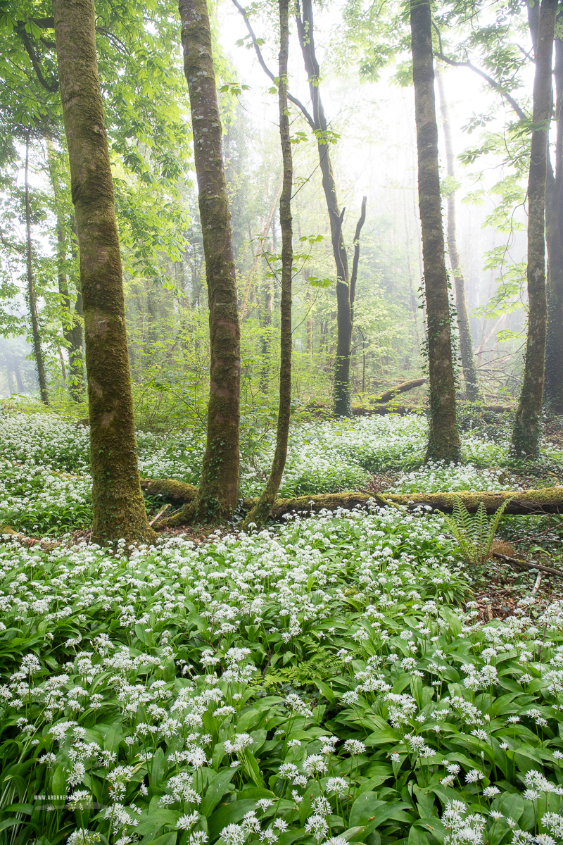 Coole Park Gort Galway Ireland - april,coole,flower,garlic,gort,lowland,mist,spring,woodland