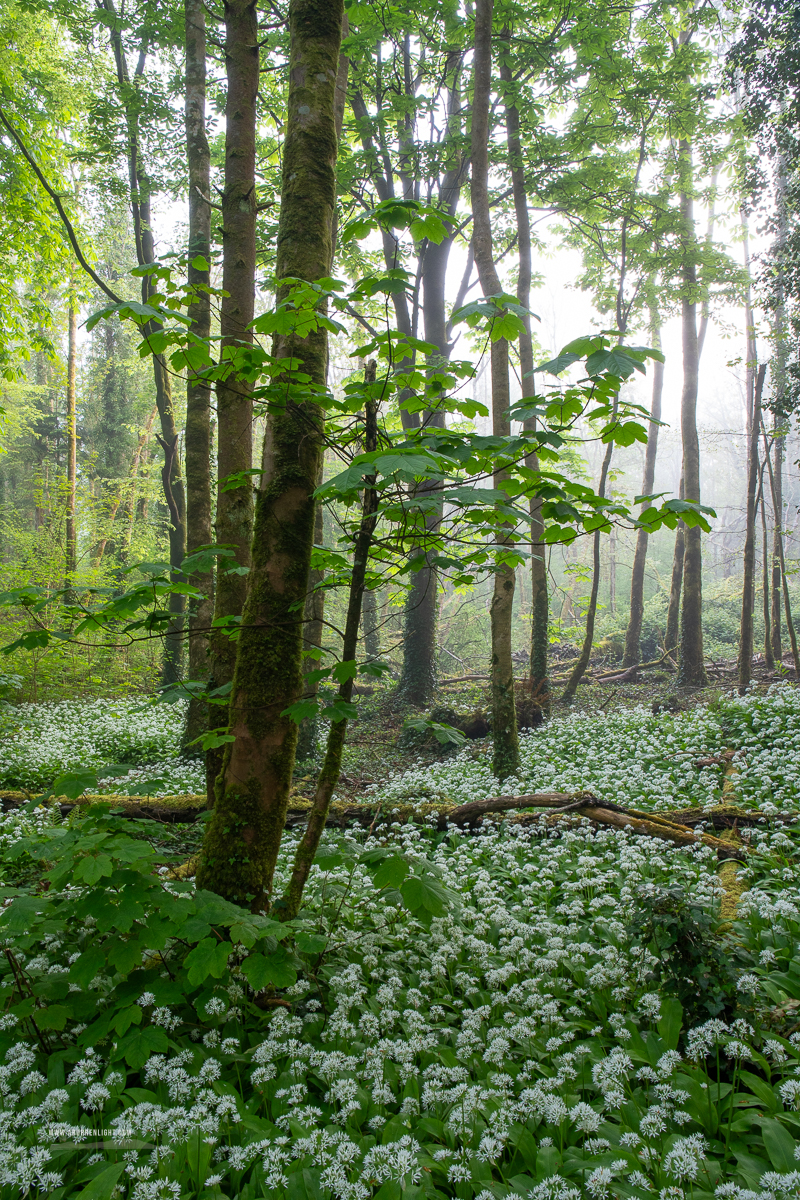 Coole Park Gort Galway Ireland - april,coole,flower,garlic,gort,lowland,mist,spring,woodland