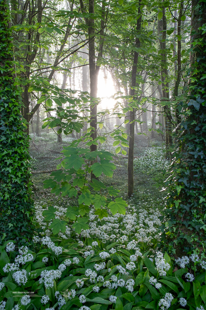 Coole Park Gort Galway Ireland